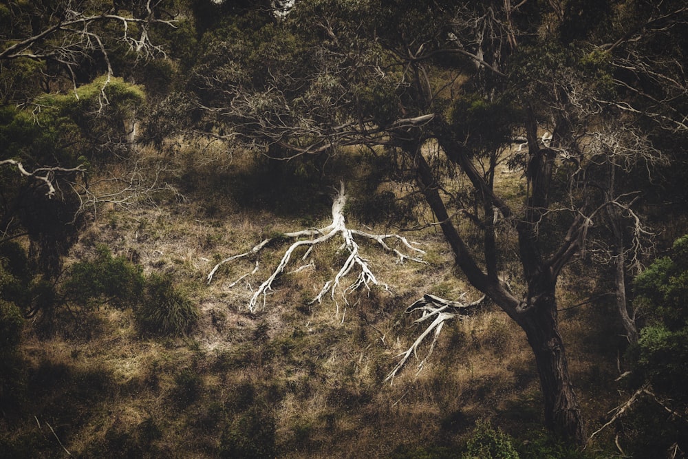 a group of trees that are standing in the grass