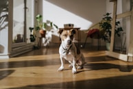 A small dog is sitting in a sunlit room with wooden flooring and various potted plants around. The sunlight casts long shadows, and the room has a bright, airy feel with a few pieces of furniture, including a table and a chair.
