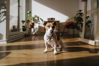 A small dog is sitting in a sunlit room with wooden flooring and various potted plants around. The sunlight casts long shadows, and the room has a bright, airy feel with a few pieces of furniture, including a table and a chair.