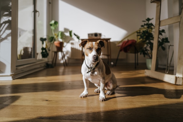 A small dog is sitting in a sunlit room with wooden flooring and various potted plants around. The sunlight casts long shadows, and the room has a bright, airy feel with a few pieces of furniture, including a table and a chair.