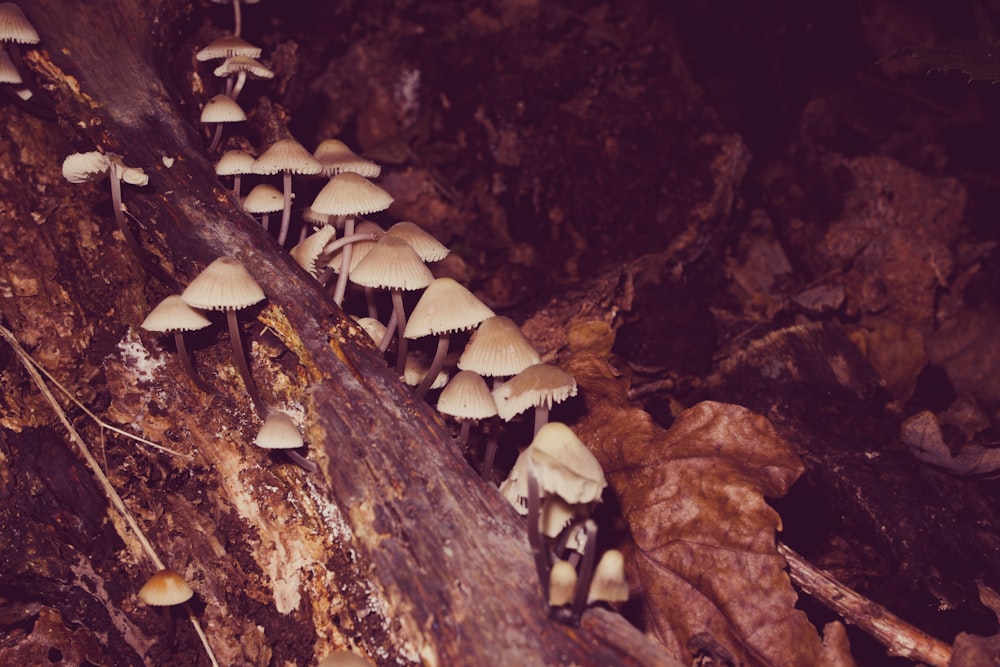 a group of mushrooms growing on a tree trunk