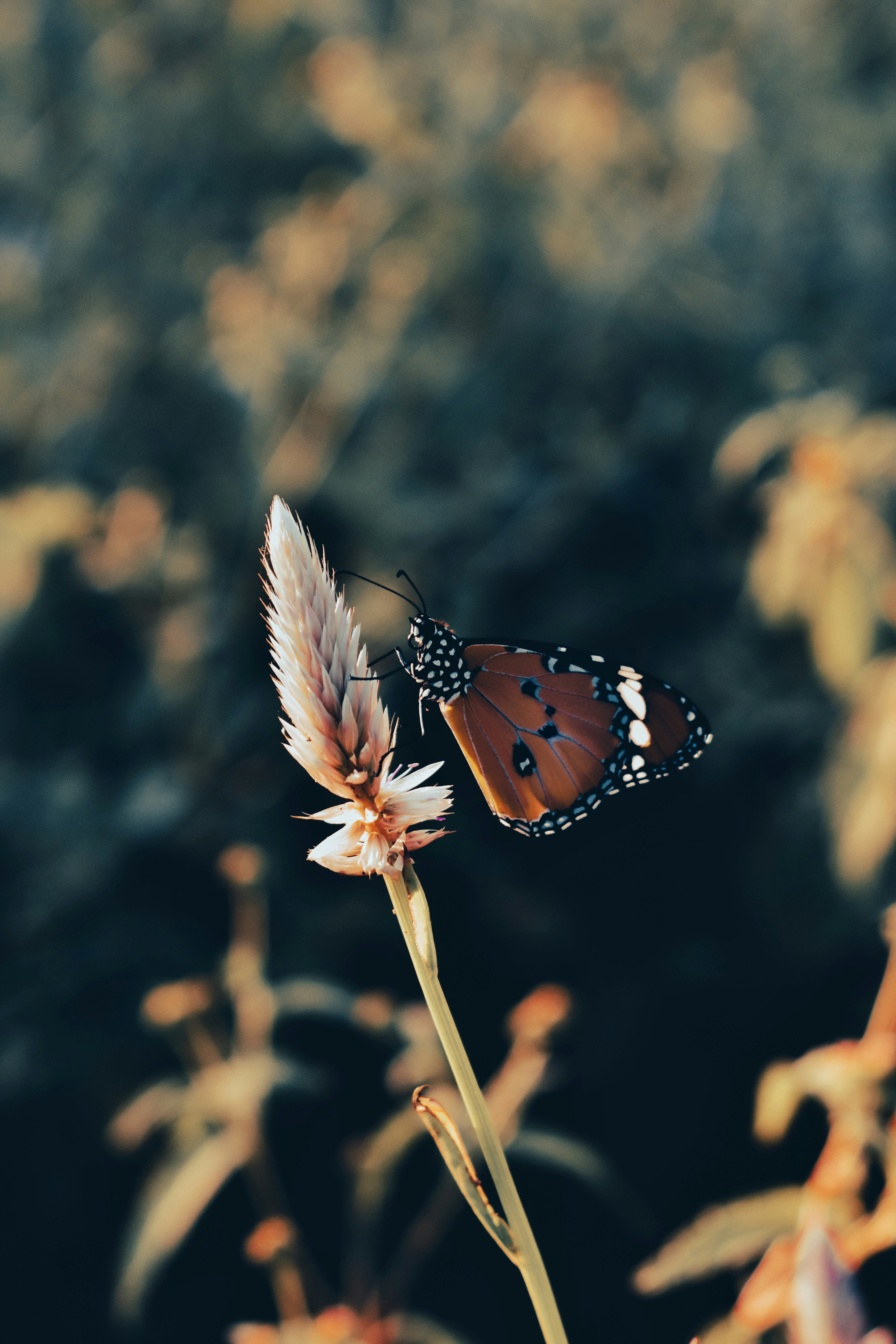 Photo by atomsmasher