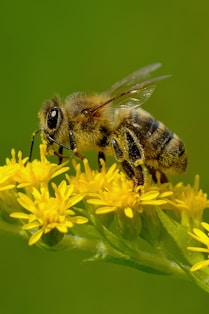 a bee sitting on top of a yellow flower
