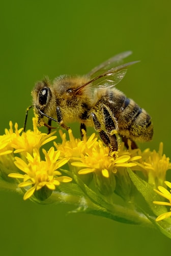 a bee sitting on top of a yellow flower