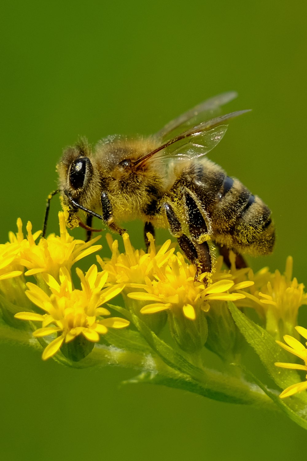 a bee sitting on top of a yellow flower