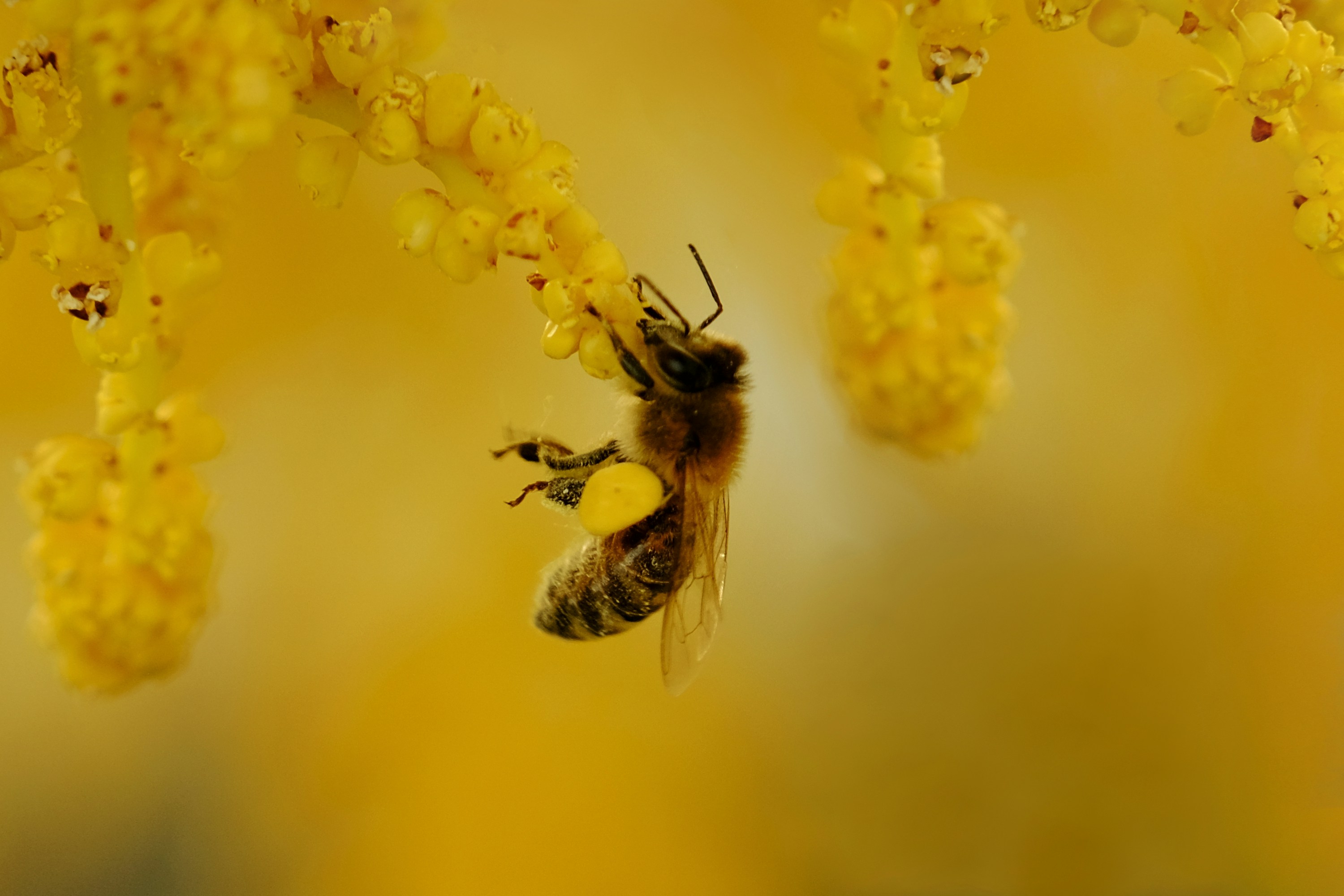 a bee is flying away from a yellow flower