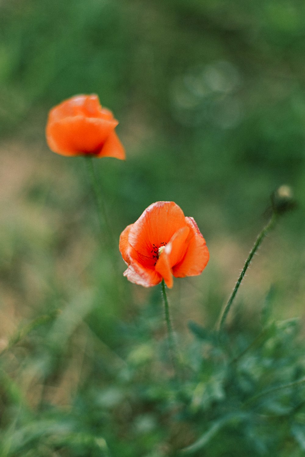 a couple of orange flowers sitting on top of a lush green field