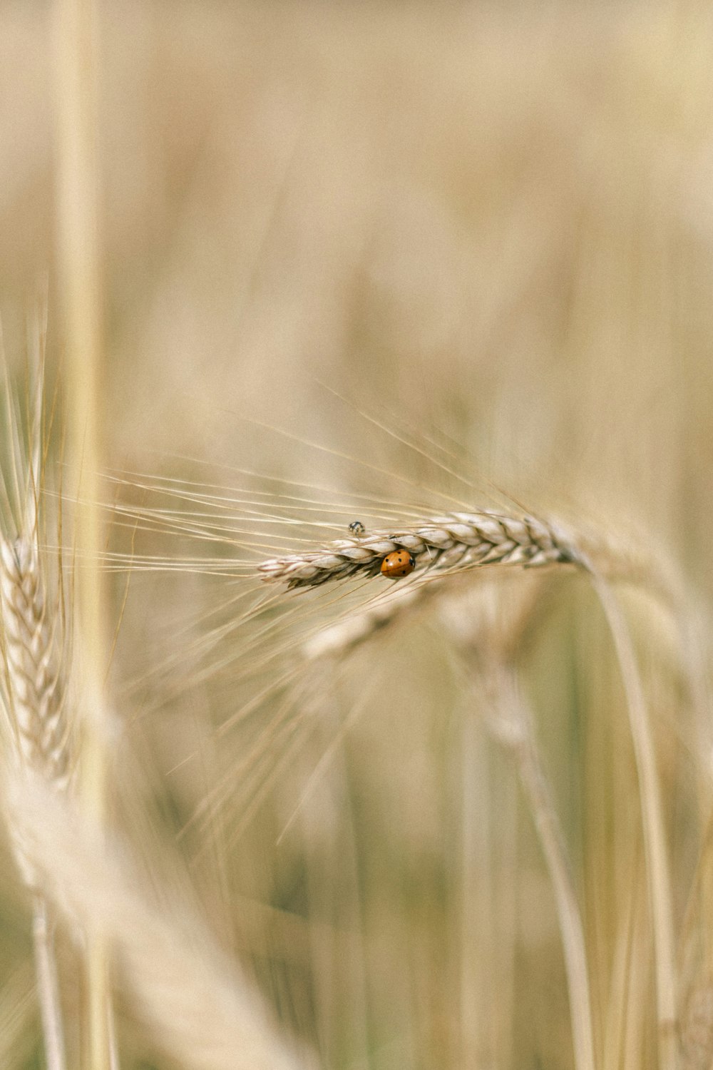 Un primer plano de un tallo de trigo en un campo