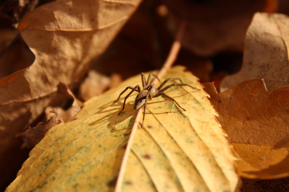 a spider sitting on top of a leaf covered ground
