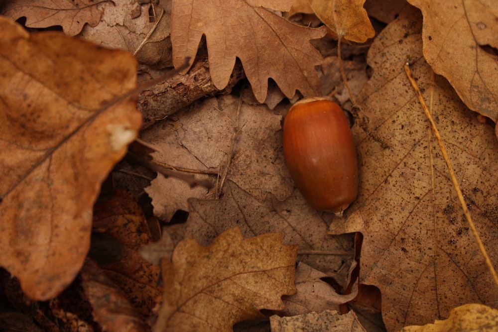 a single acorn on the ground surrounded by leaves