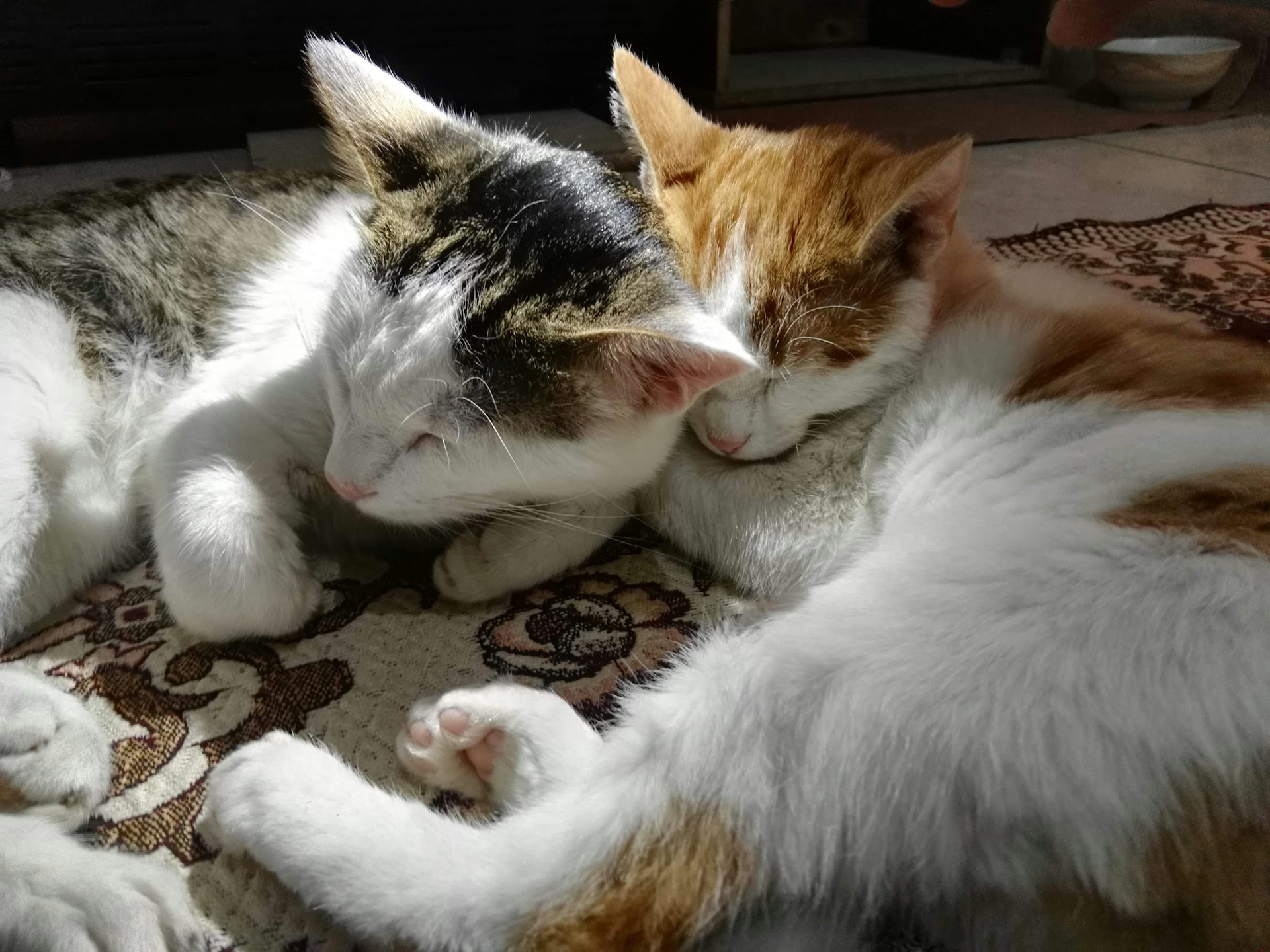 Two black and white cats lounging together on a colorful rug, sharing a quiet moment.