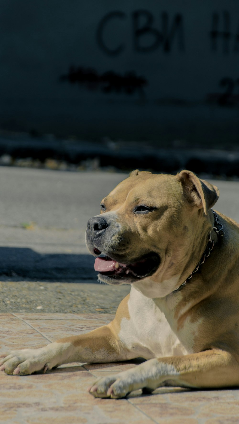 a brown and white dog laying on top of a tile floor