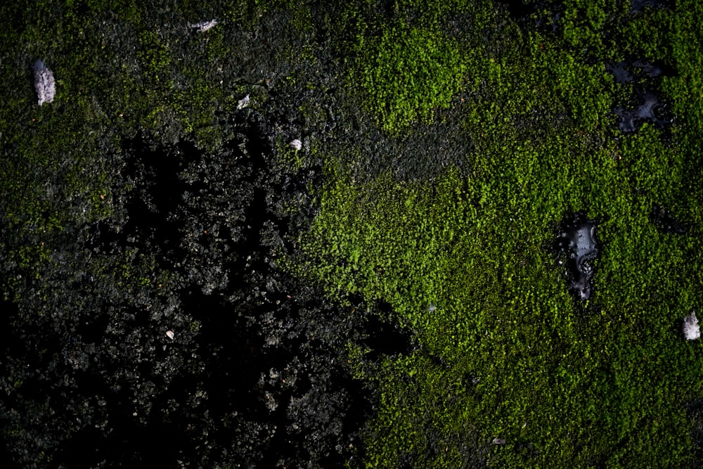 a close up of moss growing on the side of a building