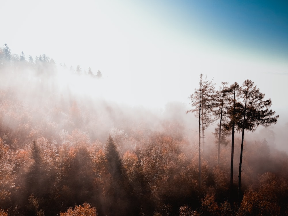 a forest filled with lots of trees covered in fog