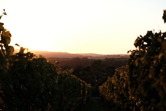 A vineyard landscape during sunset with rows of grapevines.