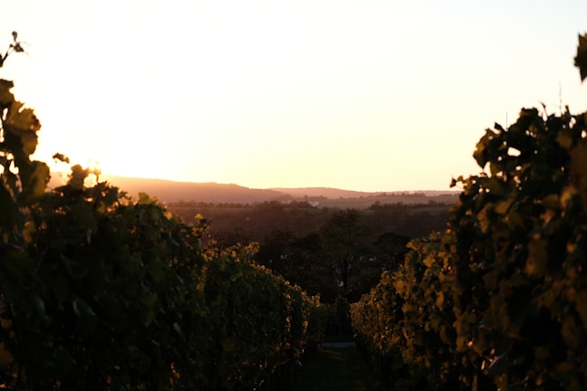 Family members tending the vineyard together during golden hour.