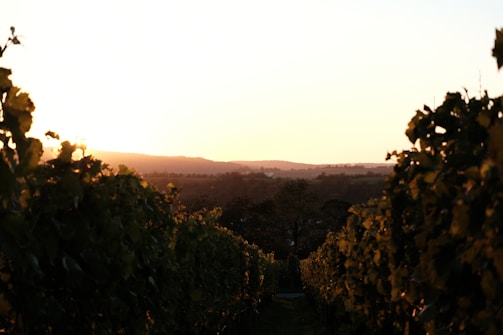 A vineyard landscape during sunset with rows of grapevines.