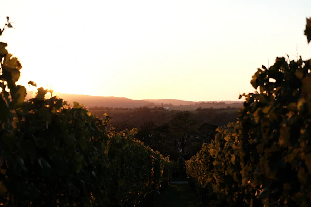 Sunset over the terraced vineyards of Viña Cálida in Salta, with warm golden light bathing the landscape.