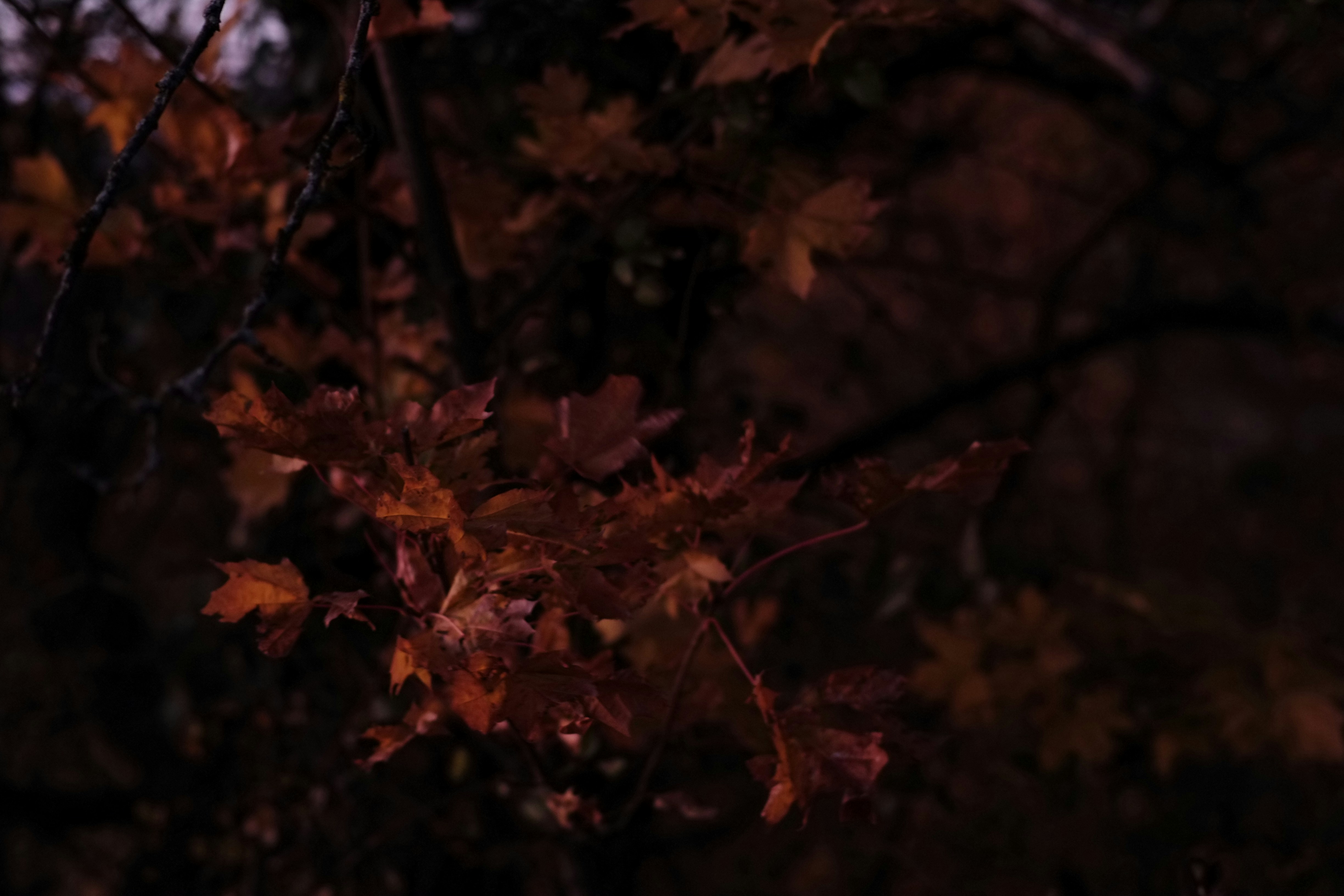 a tree with red leaves in the dark