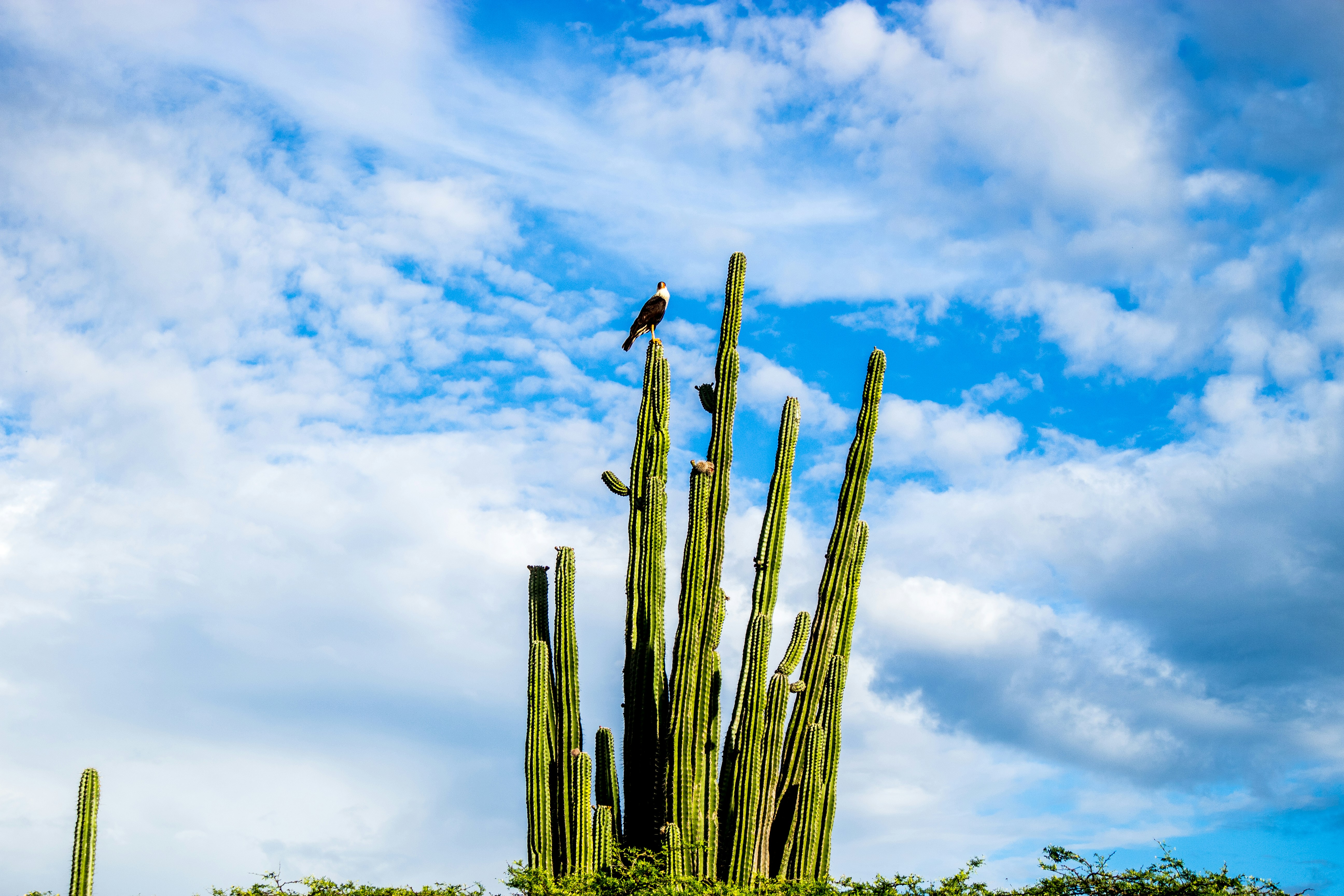 Tatacoa Desert, Colombia - None