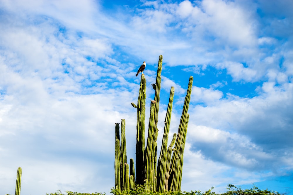 a bird sitting on top of a tall cactus