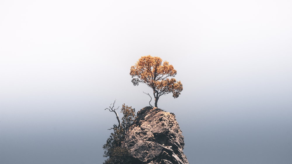 a lone tree sitting on top of a mountain