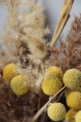 A close-up of dried floral arrangements featuring clusters of yellow spherical flowers and brown fluffy grasses. The image captures the intricate textures and natural hues, with tightly packed buds and feathery, wispy components creating a rustic and organic aesthetic.