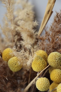 A close-up of dried floral arrangements featuring clusters of yellow spherical flowers and brown fluffy grasses. The image captures the intricate textures and natural hues, with tightly packed buds and feathery, wispy components creating a rustic and organic aesthetic.