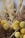A close-up of dried floral arrangements featuring clusters of yellow spherical flowers and brown fluffy grasses. The image captures the intricate textures and natural hues, with tightly packed buds and feathery, wispy components creating a rustic and organic aesthetic.