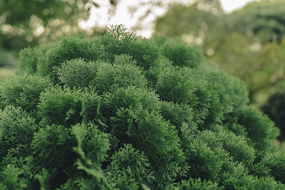 a close up of a green bush in a park