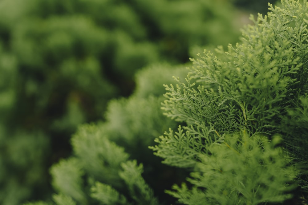 a close up of a tree with green leaves