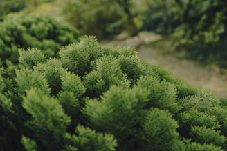a close up of a green plant with lots of leaves