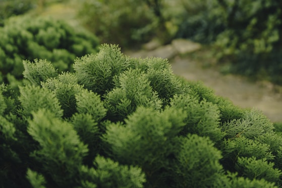 a close up of a green plant with lots of leaves