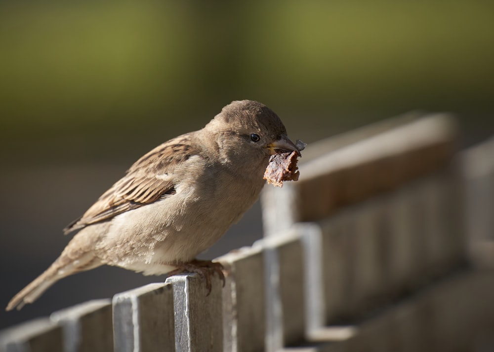 un petit oiseau assis au sommet d’une clôture en bois