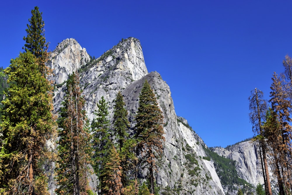 a group of trees in front of a mountain