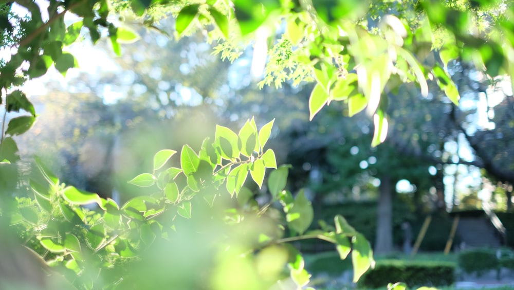 une photo floue d’un arbre aux feuilles vertes