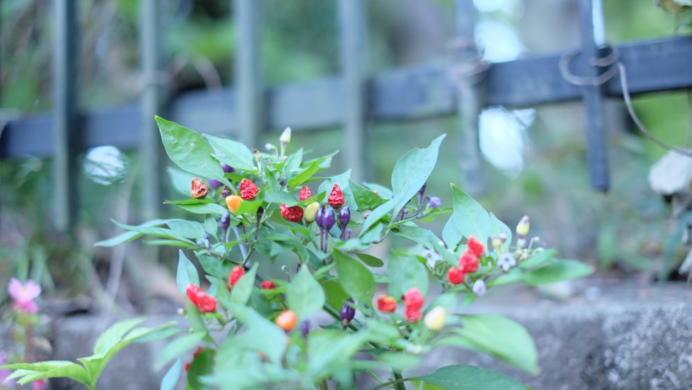 a plant with red and yellow flowers in front of a fence