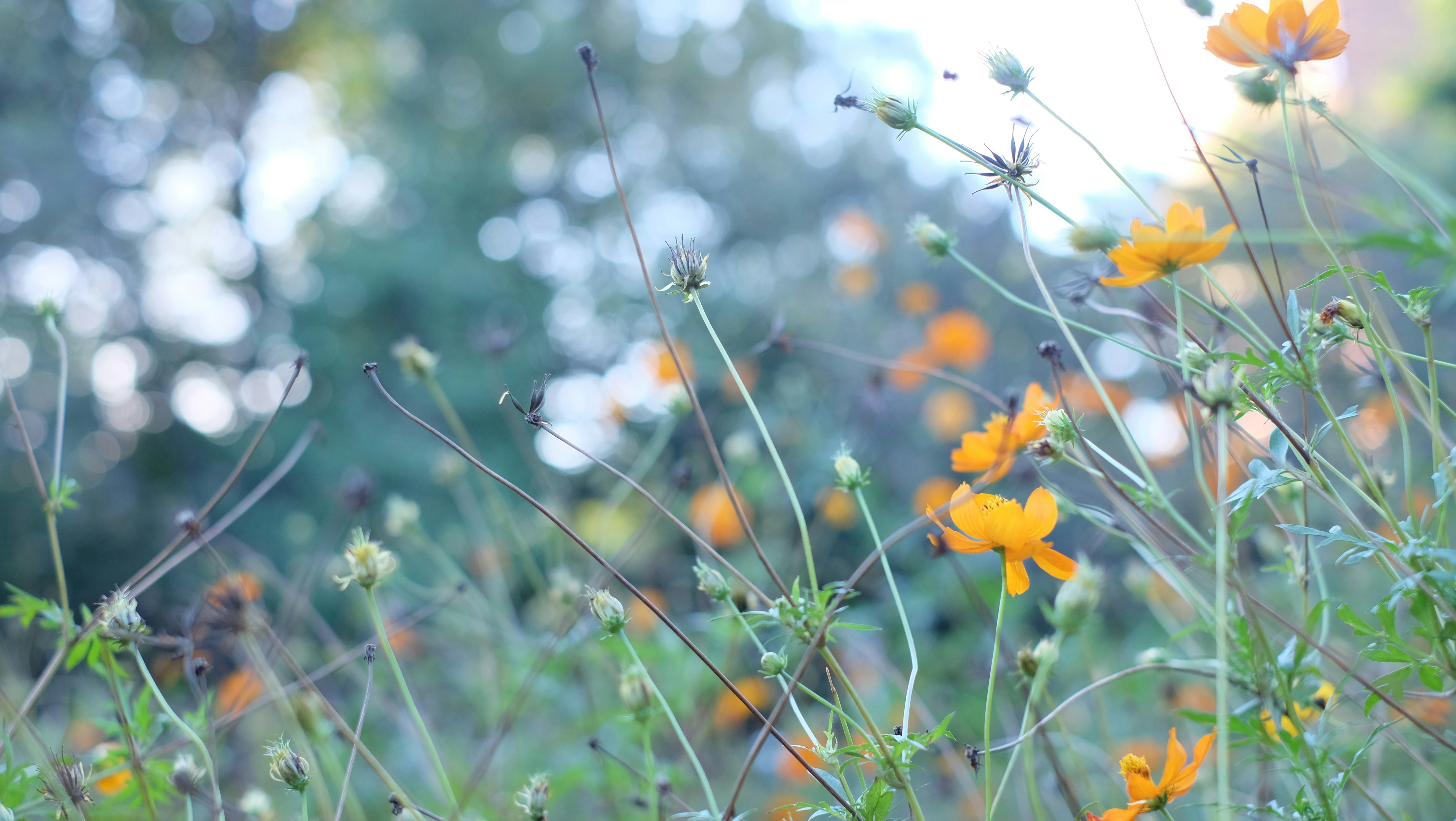 Photo by kiyomishiomura