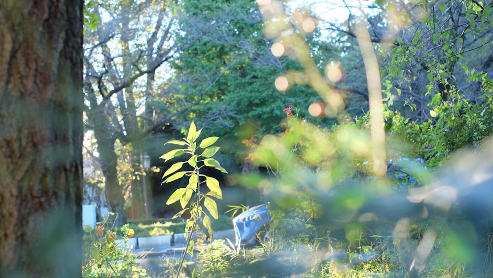 a small tree in the middle of a forest