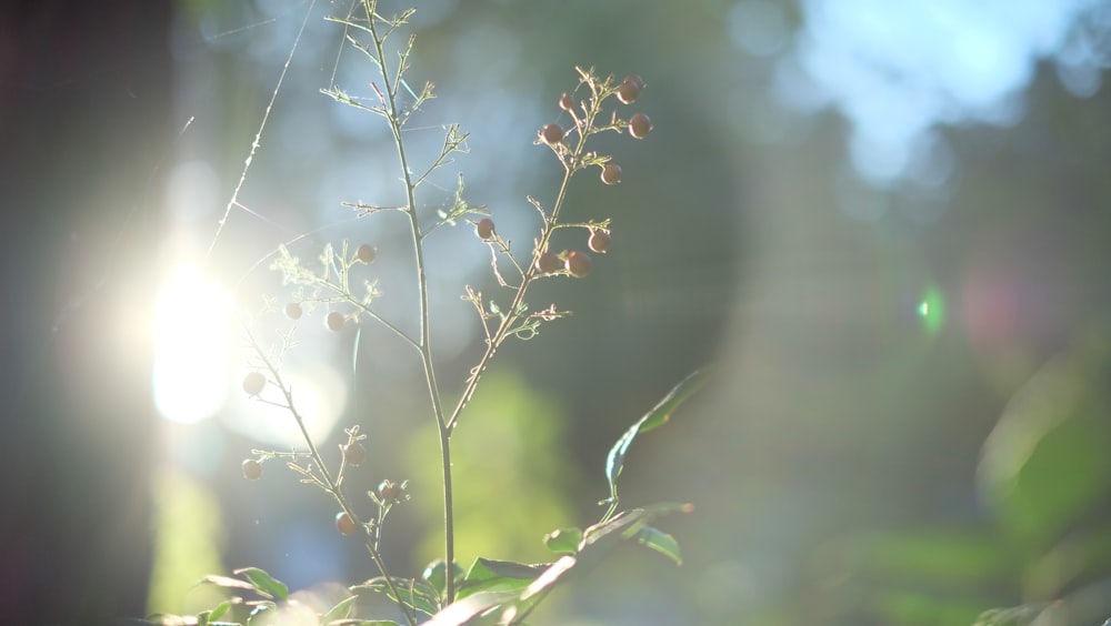 a close up of a plant with the sun in the background