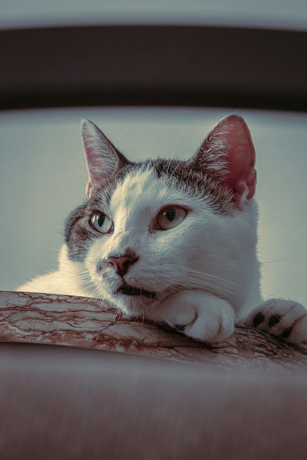 a white and gray cat laying on top of a wooden bench