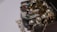 A collection of assorted jewelry spilling out of a wooden box, including pearl necklaces, gemstone rings, and gold chains. The arrangement creates a sense of luxury and abundance.