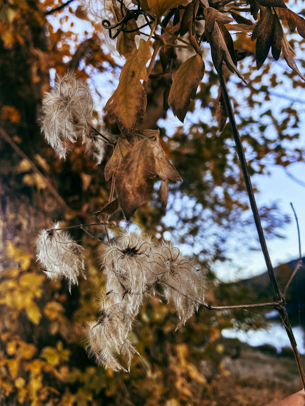 a person holding a branch with leaves on it