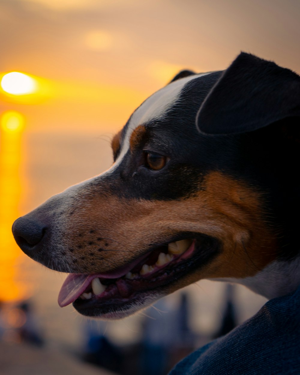 人の膝の上に座っている犬