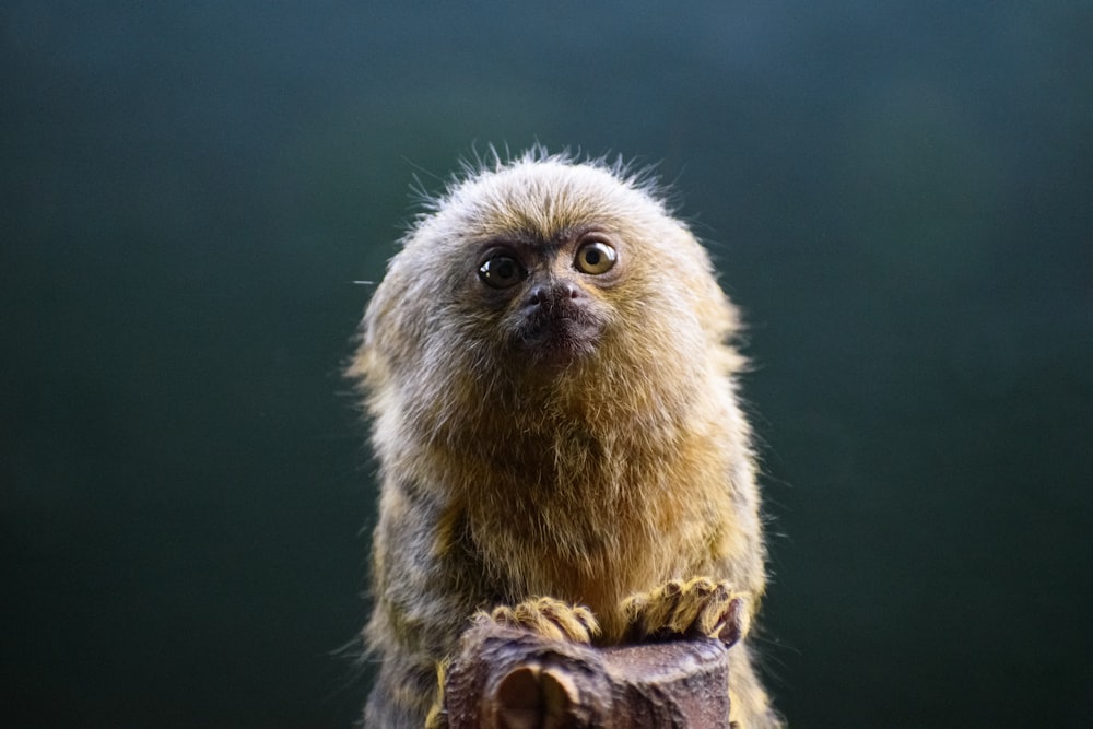 a small monkey sitting on top of a tree stump