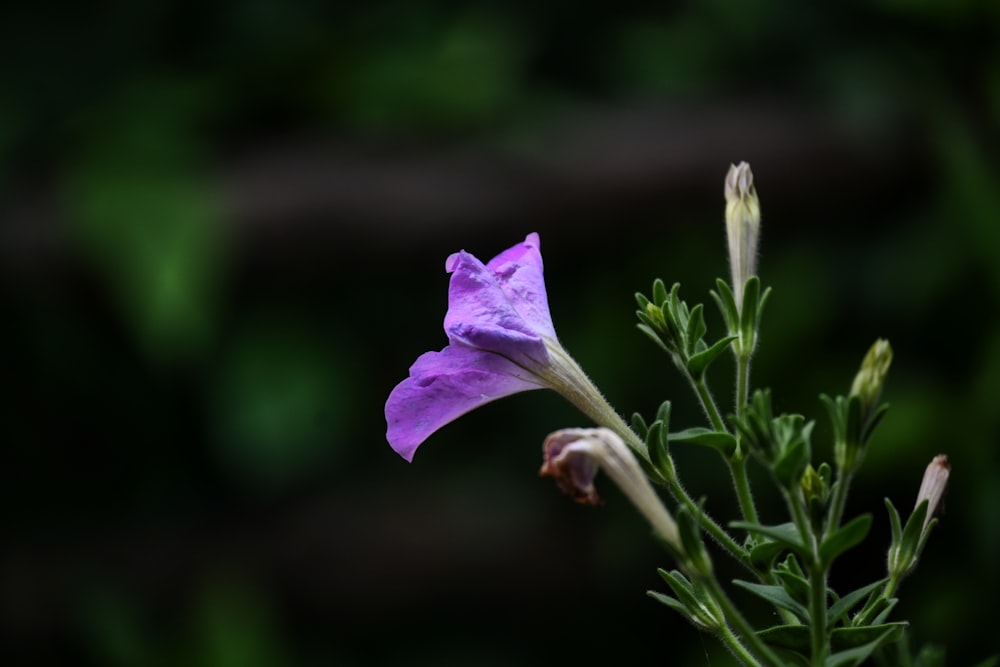 a purple flower is blooming on a green stem
