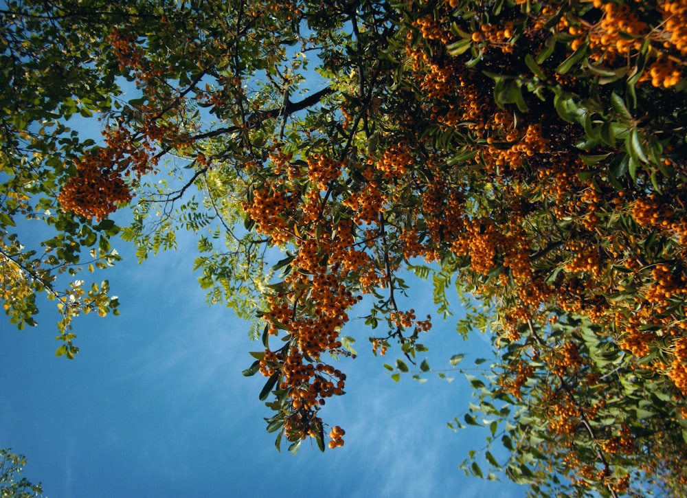 a tree filled with lots of orange flowers under a blue sky