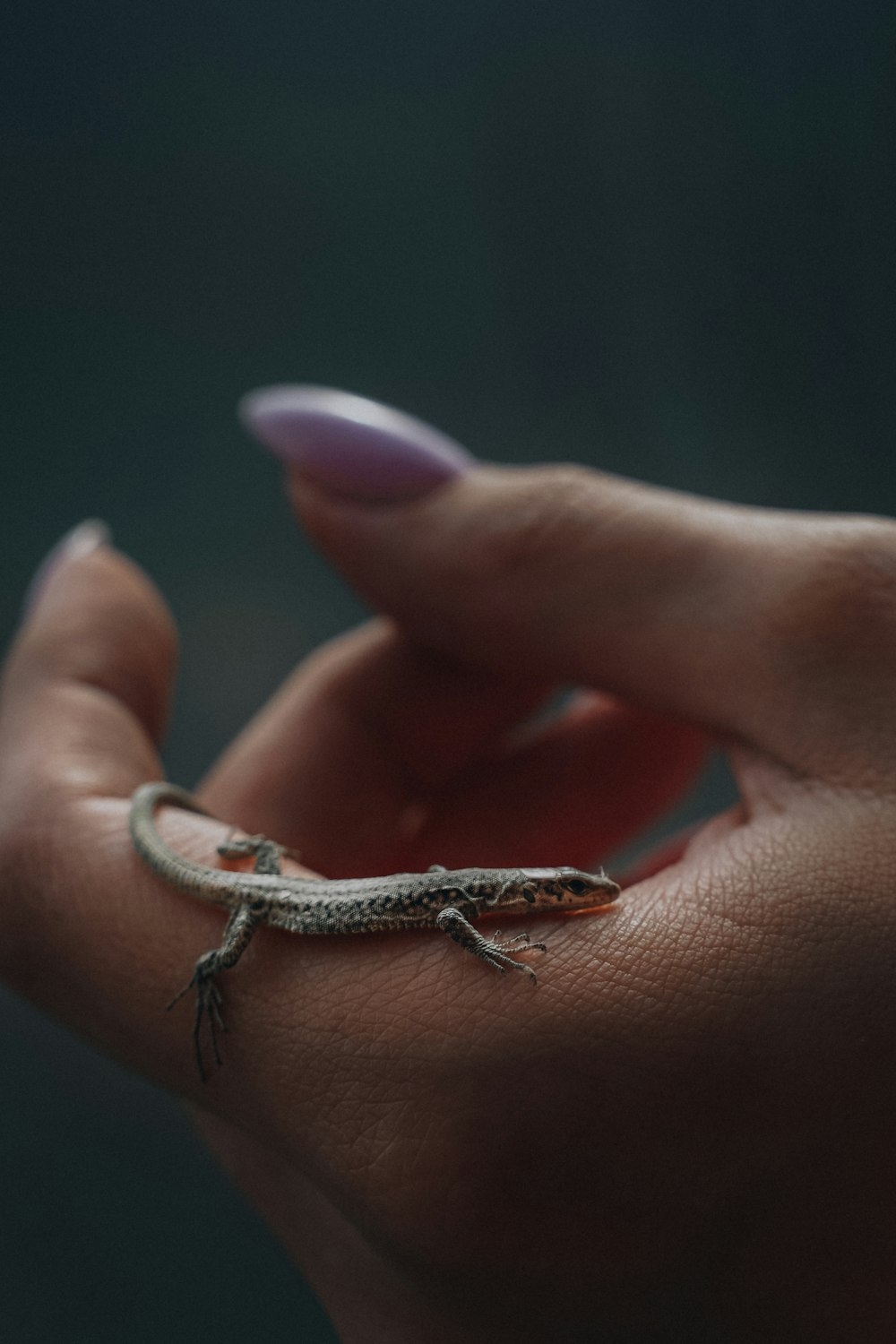 a small lizard sitting on top of a woman's hand