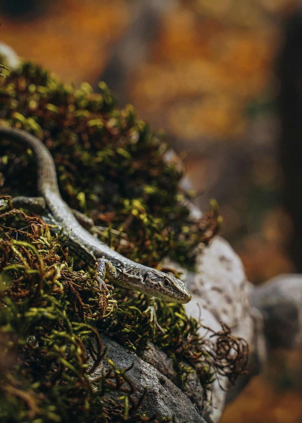 a lizard that is sitting on a rock