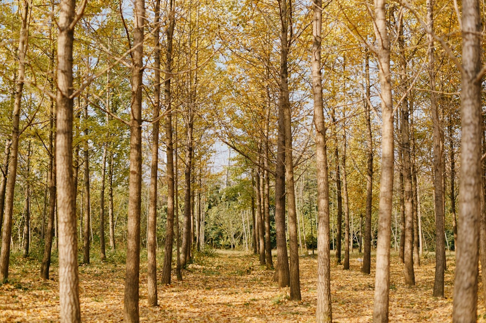 a forest filled with lots of tall trees